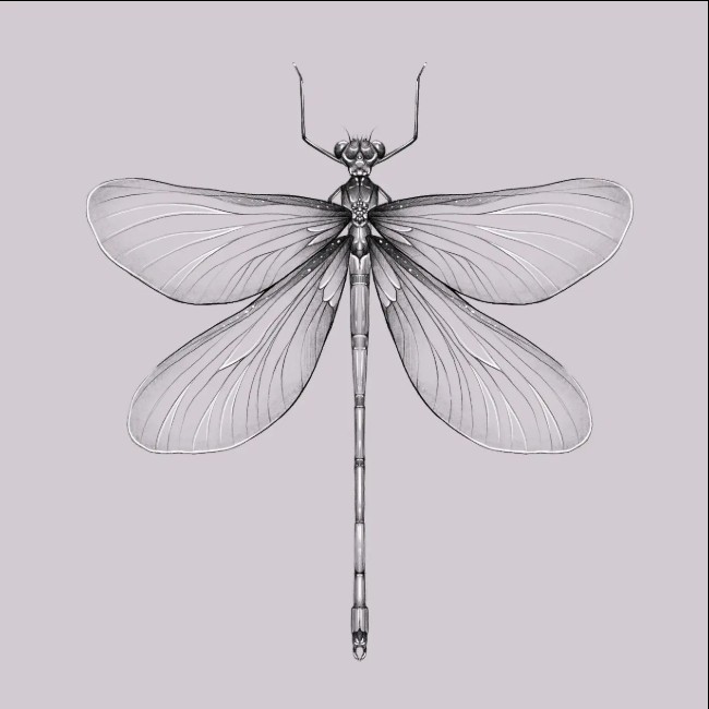 dragonfly tattoo drawing