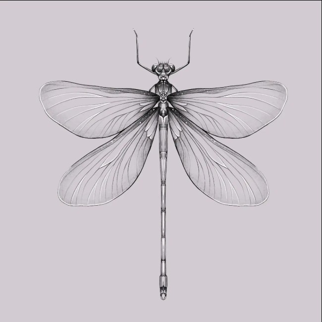 Dragonfly Tattoos - 45+ Cute & Real Dragonfly Tattoos Designs and Ideas