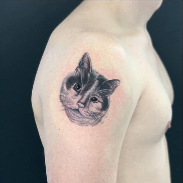 hairless cat with tattoos